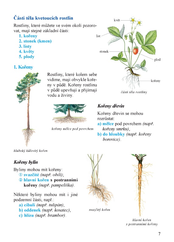Základní části rostlin
