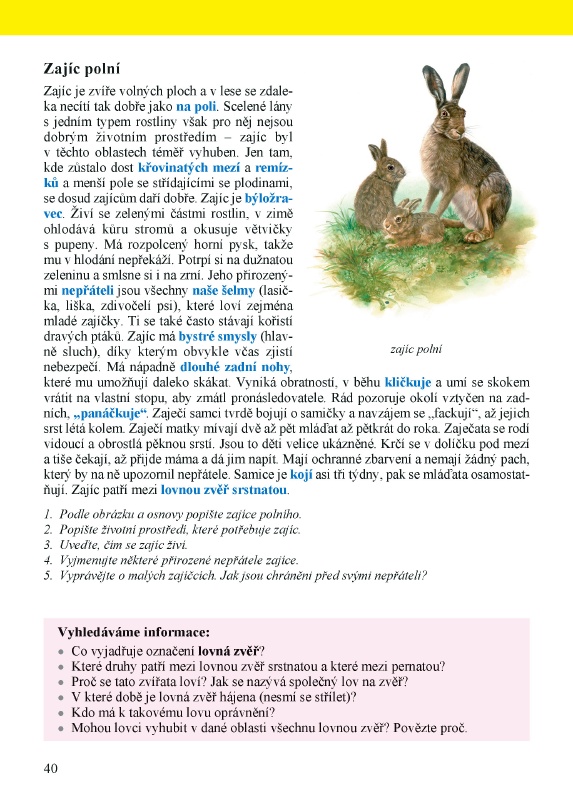 Zajíc polní V lese