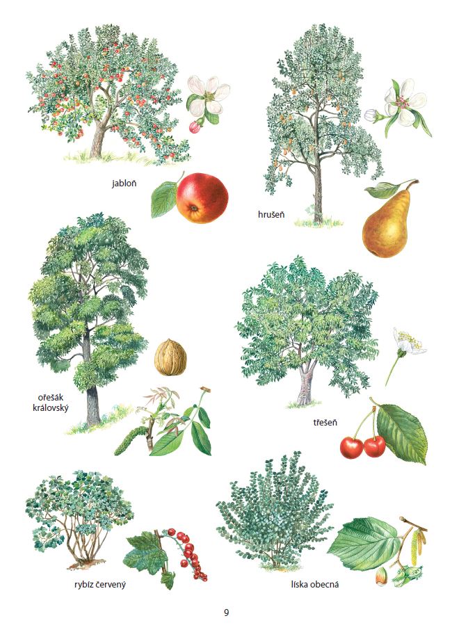 Ovocné stromy a keře (ilustrace)